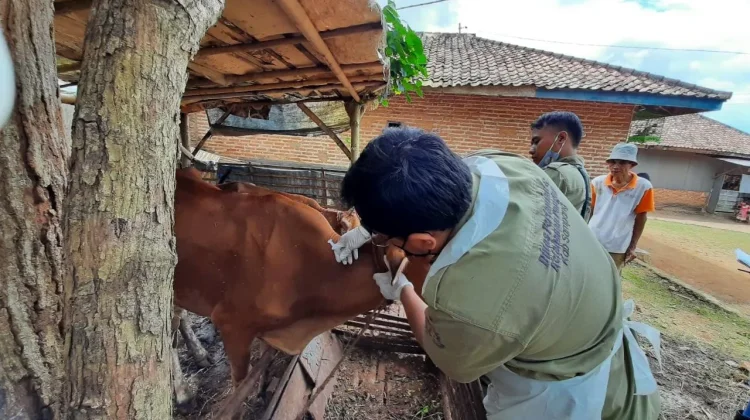 Disperta KP Sampang Ungkap Syarat Pengiriman Ternak