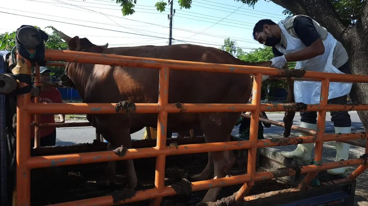 Puskeswan Jadi Garda Depan Pemeriksaan Hewan Kurban di Sampang