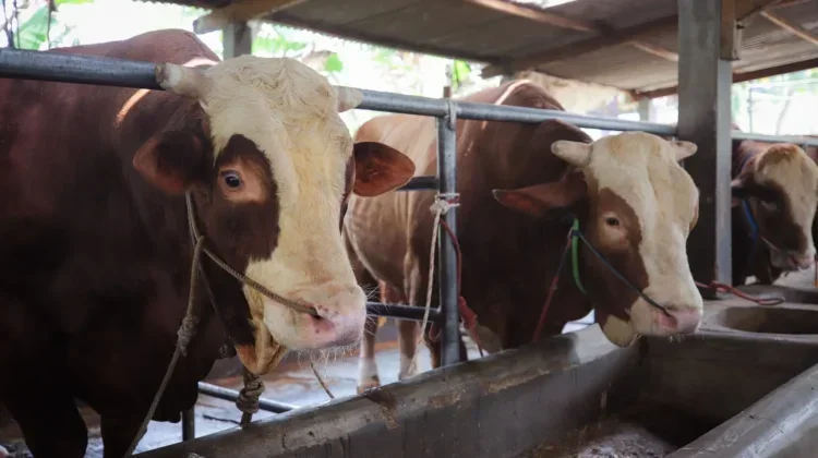 Berikut Syarat Kurban Sapi yang Wajib Dipahami agar Ibadah Sah Sesuai Syariat