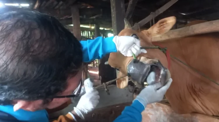 Cara Membungkus dan Mendistribusikan Daging Kurban dengan Aman