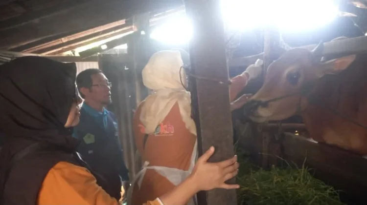 Pemeriksaan Kesehatan Hewan Kurban Jadi Prioritas Dinas Peternakan Bangkalan