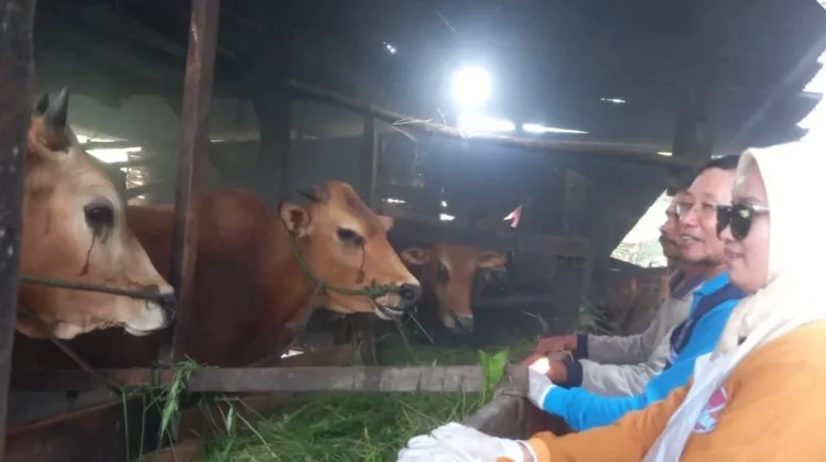 Disnak Bangkalan Pantau Kesehatan Hewan Kurban hingga Pendistribusian Daging