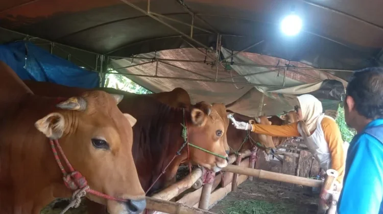 Perbedaan Hukum Kurban Wajib dan Sunnah