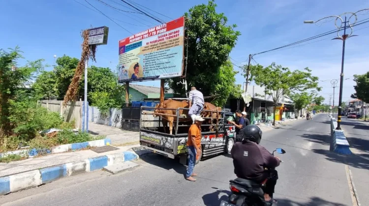 Disperta KP Sampang Pastikan Hewan Kurban Kantongi Surat Sehat