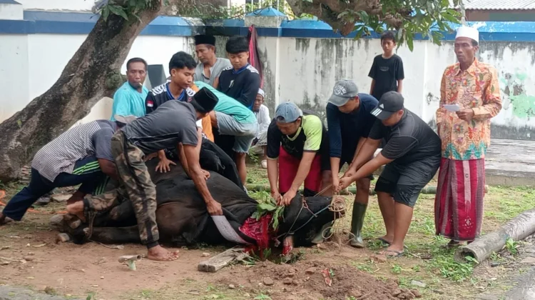 Sapi Limosin 800 Kilogram Disiapkan di Pendopo Sampang saat Idul Adha