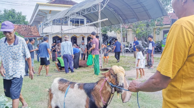 Masjid Muhammadiyah Sampang Salurkan 630 Paket Daging Kurban