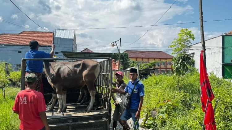 Legislator PDI Perjuangan Salurkan 25 Sapi Kurban ke Kabupaten Pamekasan