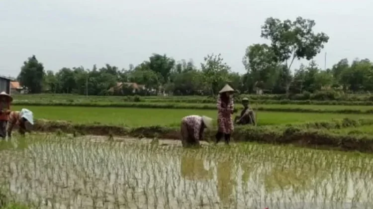 Pemkab Sampang Perketat Penyaluran Pupuk Subsidi