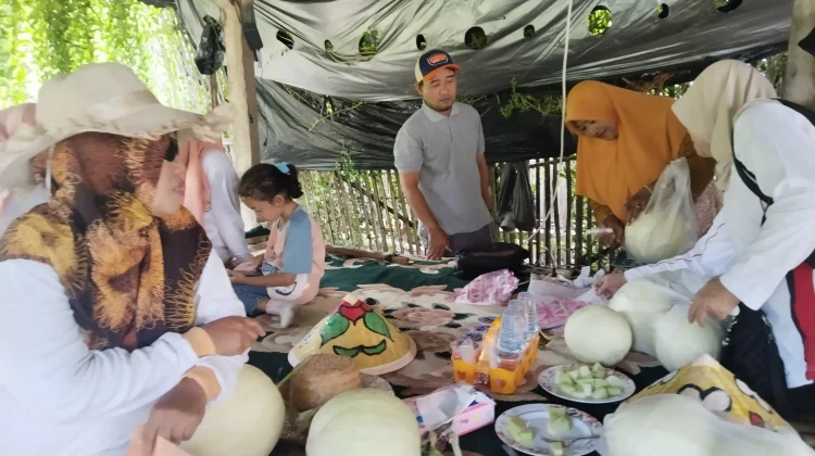 Warga Sampang Manfaatkan Lahan Rumah untuk Wisata Petik Melon