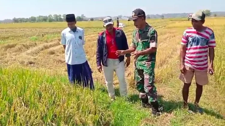 Dukung Ketahanan Pangan, Koramil Arosbaya Dampingi Panen Padi Poktan Mustika Jaya