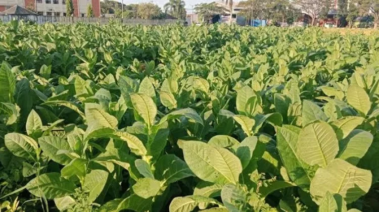 Meskipun DBHCHT Sampang Turun, Dinas Pertanian Tetap Fokus