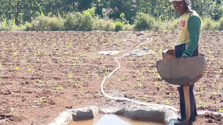 Tembakau Jadi Tumpuan Harapan Petani di Lahan Kering Madura