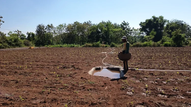 Petani Tembakau Minta Perlindungan Regulasi Pemerintah