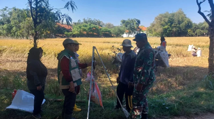 Babinsa Koramil Dampingi Pengubinan Padi di Bangkalan