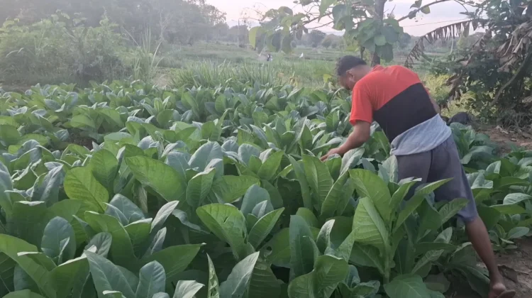 Disperta Sampang: BEP Jadi Acuan, Petani Harap Harga Layak