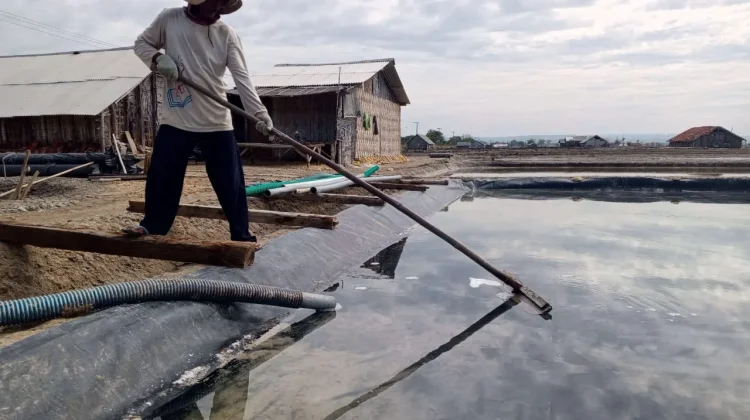 Anomali Cuaca, Produksi Garam di Pamekasan Menurun