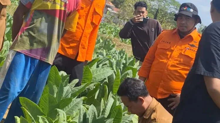 BPBD Sampang Pastikan Fenomena Sawah Bergemuruh Masih Aman