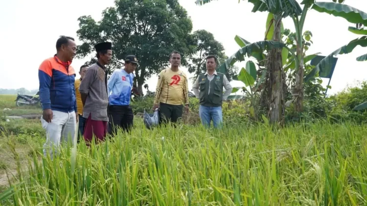 Atasi Hama Musim Kemarau DP2KP Bangkalan Gencarkan Pendampingan dan Rubuha