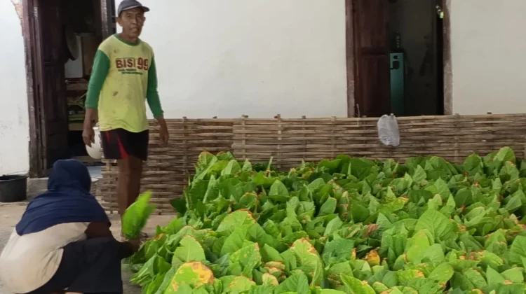 Petani Tembakau Sumenep Mulai Panen
