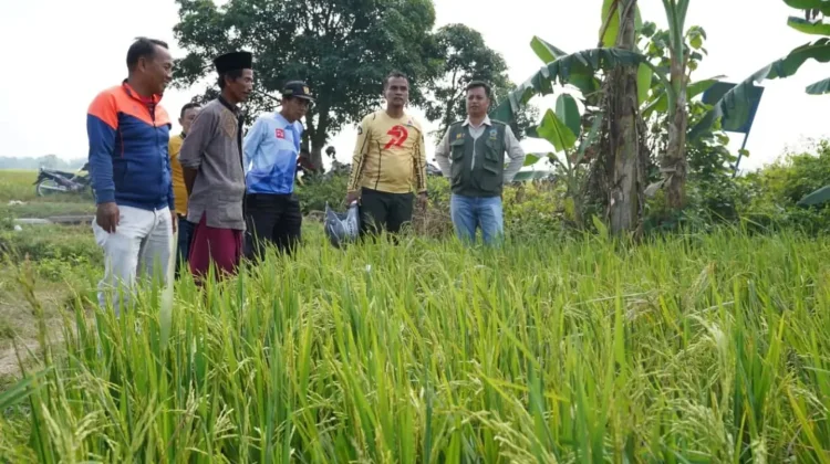 Hadapi Kemarau Dinas Pertanian Bangkalan Siapkan Benih Tahan Kering