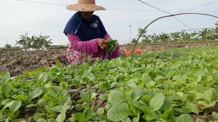 Pemkab Pamekasan Tetapkan Biaya Pokok Produksi Tembakau 2026