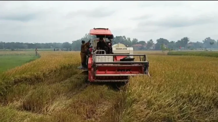 Petani Bangkalan Diminta Tetap Semangat Hadapi Ancaman El Nino