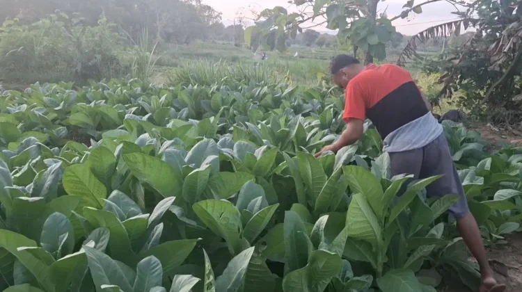 Harga Tembakau di Sampang Tembus Rp70 Ribu per Kilogram