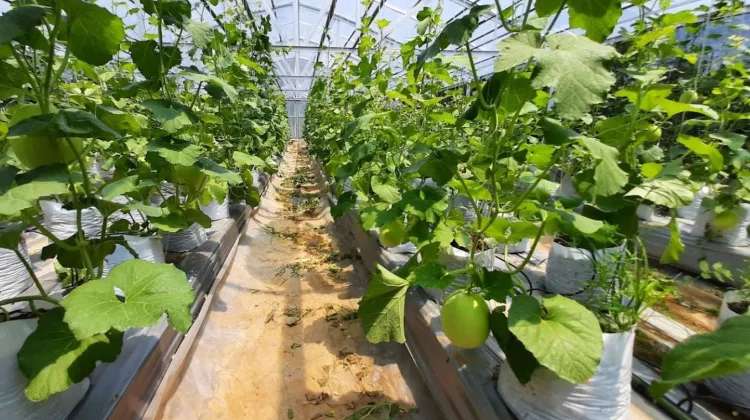 Agrowisata Kampung Melon di Sampang Berdayakan Warga Lokal