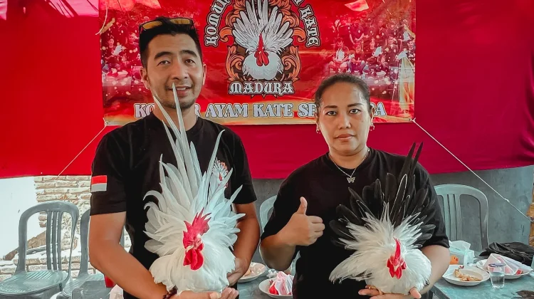Hobi Beternak Ayam Chabo, ASN Sampang Raup Cuan Jutaan