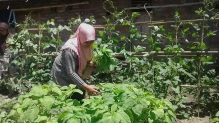 Pekarangan Hijau, Langkah Sederhana Kurangi Dampak Pemanasan Global