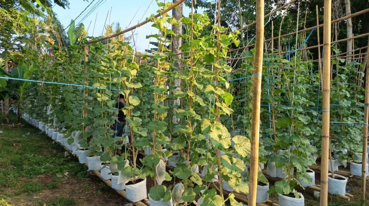 Pekarangan Sempit Disulap Jadi Kebun Melon di Sumenep