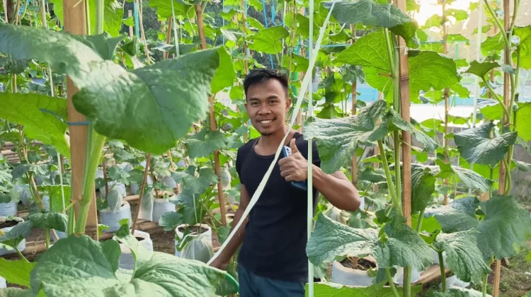 Tanam Melon di Polybag, Warga Sumenep Sebut Lebih Hemat Air