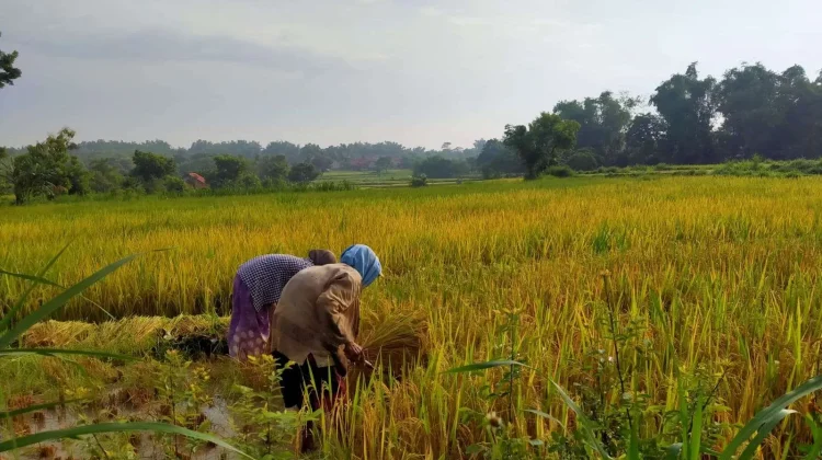 Data Penerima Pupuk Subsidi 2027 Wajib Diperbarui
