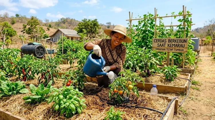 Disperta Sampang Imbau Petani Pahami Cuaca untuk Cegah Gagal Panen