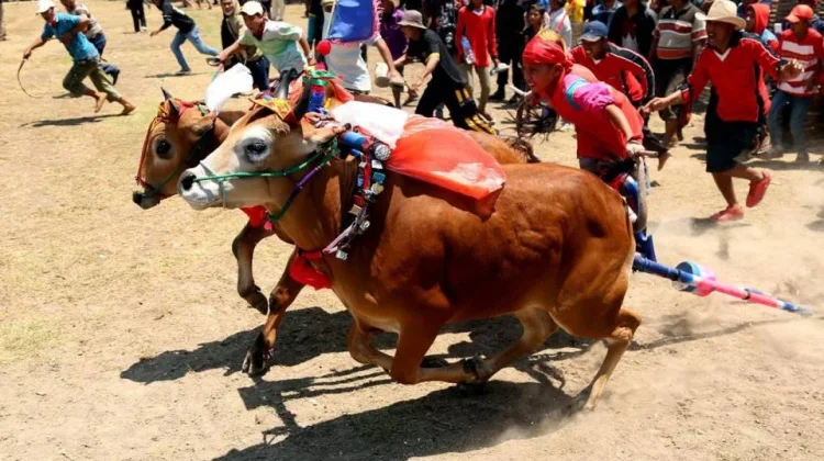 Karapan Sapi Madura Kuatkan Tradisi Gotong Royong