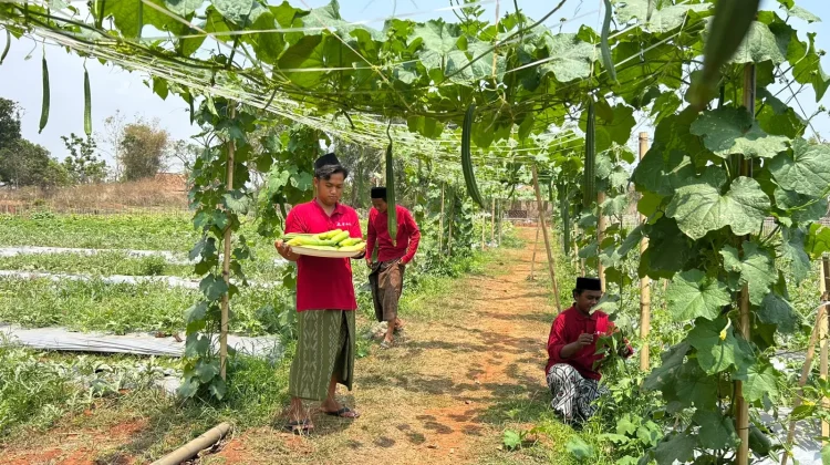 Program Eco Edufarming, Petani Bangkalan Panen Melimpah di Musim Kemarau