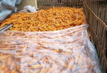 Hama Tikus dan Tupai, Hasil Produksi Jagung di Sumenep Menurun