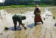 Struktur Ekonomi Sampang Didominasi Sektor Pertanian