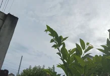 Prakiraan Cuaca di  Sampang, 4 Maret