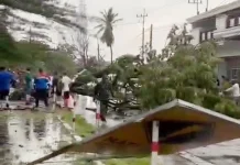 Cuaca Ekstrem di Sampang, Sejumlah Pohon Tumbang, Satu Warga Meninggal