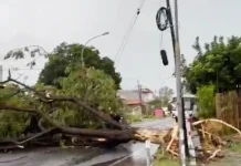 Kabel PLN Putus dan Enam Area Pohon Tumbang akibat Cuaca Ekstrem di Sampang