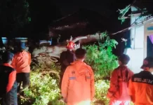 Puluhan Pohon Tumbang akibat Cuaca Esktrem di Sampang