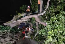 Angin Kencang Tumbangkan Tiga Pohon di Torjun