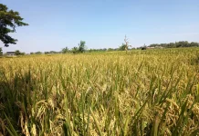 Petani Bersiap Sambut Panen Padi di Pamekasan