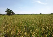 Petani di Pamekasan Manfaat Sumur Bor untuk Tanaman Padi