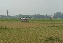Petani Pamekasan Optimistis Tanam Padi di tengah Ancaman Kemarau