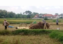 Bulog Madura Gencarkan Penyerapan Gabah Kering Panen dari Petani