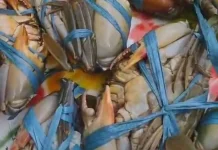 Harga Kepiting Bakau di Tingkat Nelayan Merangkak Naik