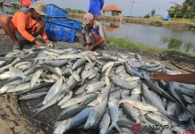 Memulihkan Ekosistem Tambak Melalui Polikultur