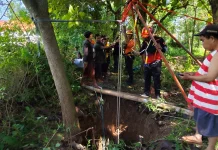 Sapi Terperosok Sumur di Pengarengan, Dievakuasi Petugas